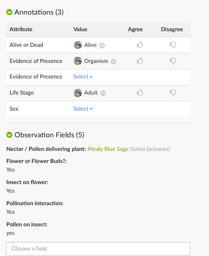 An insect observation's annotations (Alive, Organism, Adult) and observation fields, including Nectar / Pollen delivering plant: Mealy Blue Sage and Pollination interaction: Yes