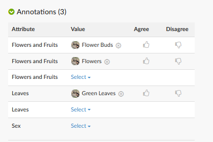 iNaturalist annotations on a plant observation: Flowers and Fruits set to Flower Buds and Flowers, Leaves set to Green Leaves